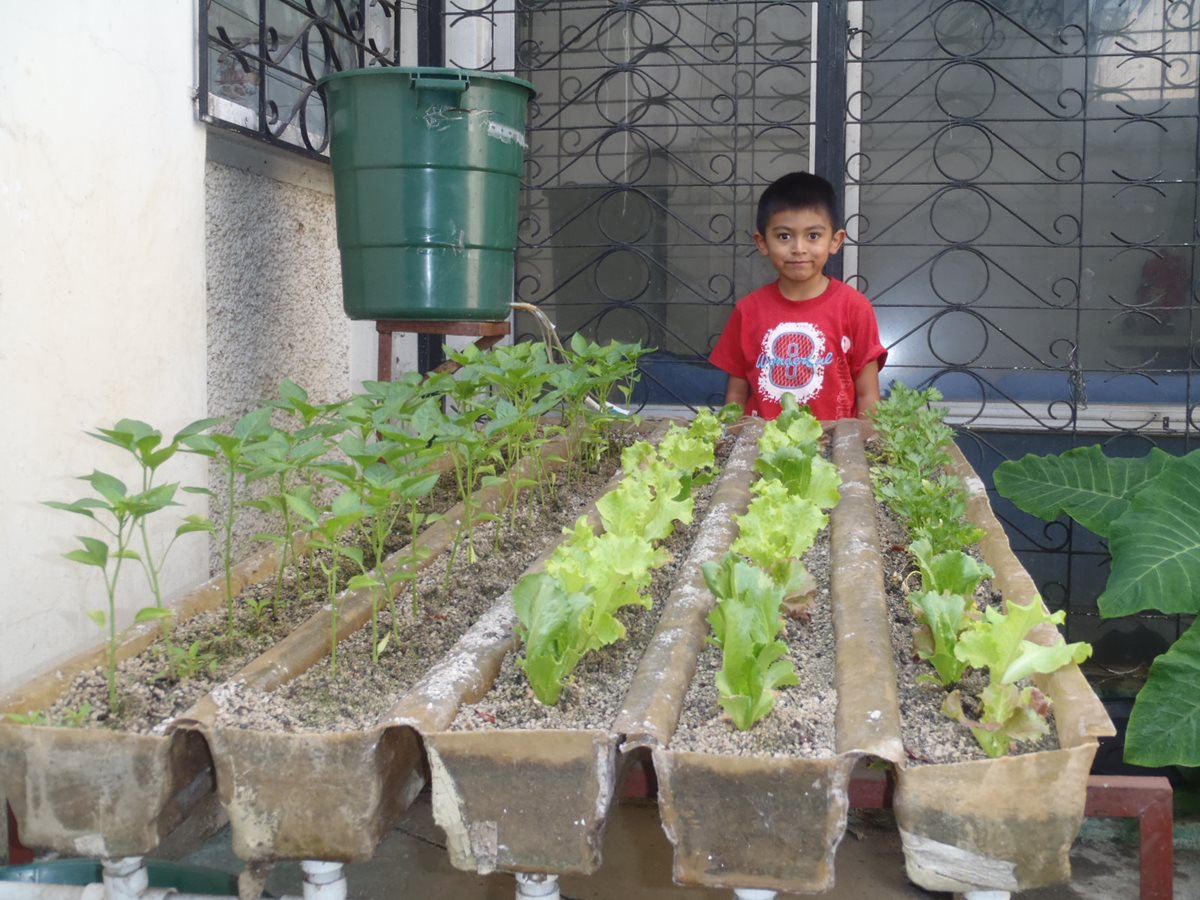 Cultivos hidropónicos se cultivan en el país. (Foto Prensa Libre: Hemeroteca PL)