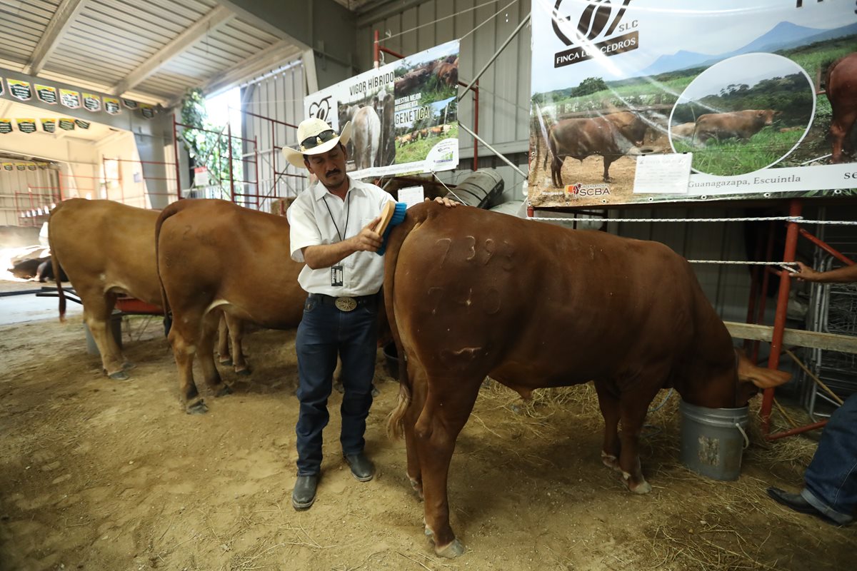 El país registra un crecimiento de ganado genético de la raza Senepol que es actualmente reconocida como la única raza Bos taurus adaptada al trópico más cálido. (Foto Prensa Libre: Esbin García)