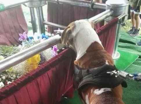 El último adiós entre la mascota y Melvin González. (Foto: Internet)