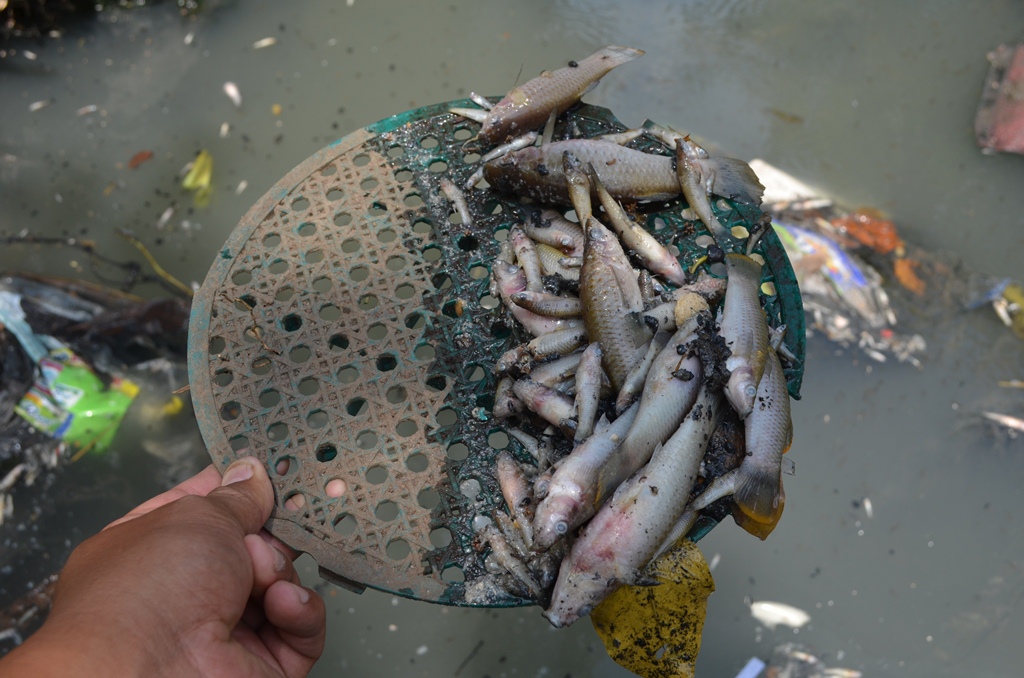 Vecino muestra algunos de los peces que murieron en el río Bolas, en Retalhuleu. (Foto Prensa Libre: Jorge Tizol).