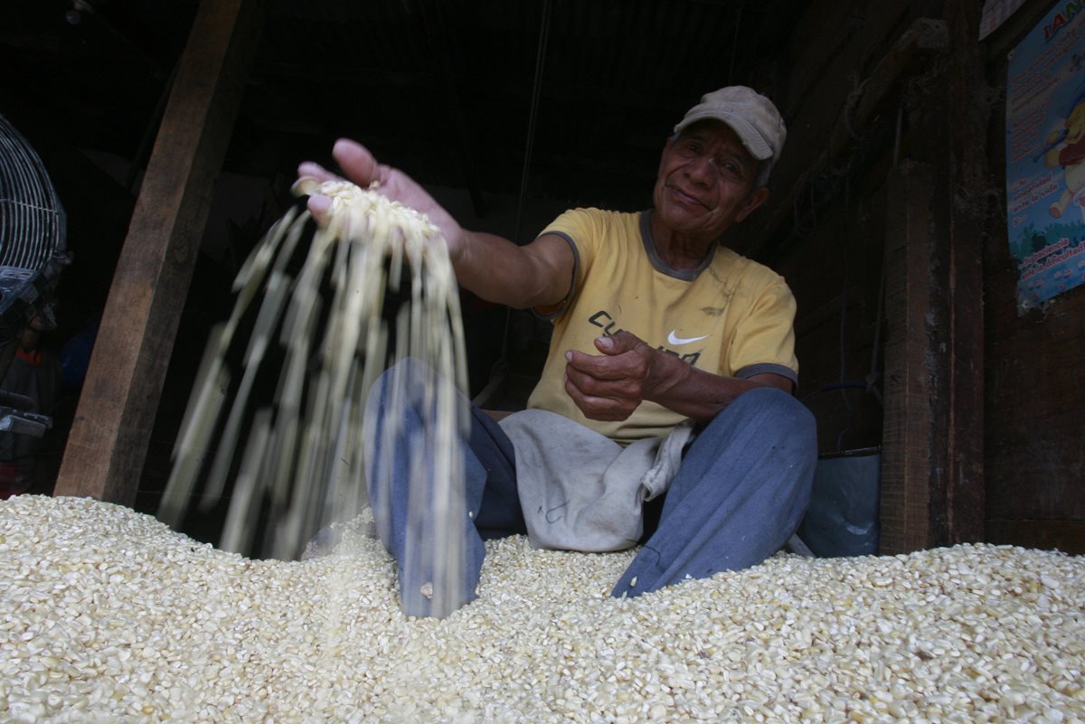 El precio del maíz incrementó en diciembre 2015. (Foto Prensa Libre: Hemeroteca PL)