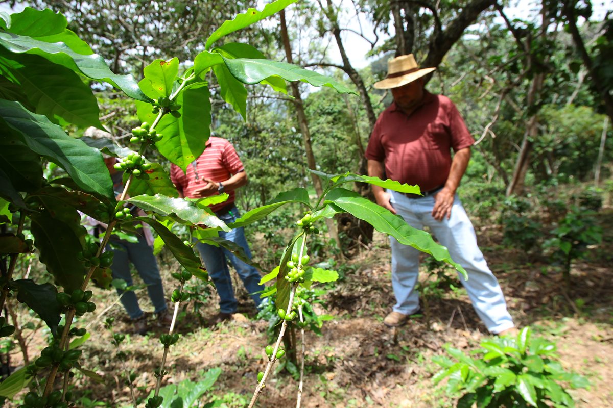 Productores acumulan gastos en jornales e insumos y no tendrán la cosecha que esperaban. (Foto Prensa Libre: Alvaro Interiano)