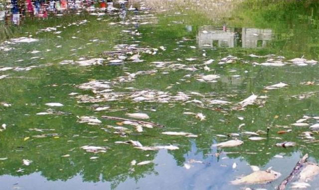 Cientos de peces murieron en junio de 2015 a lo largo del río La Pasión, en Sayaxché, Petén. (Foto Prensa Libre: Hemeroteca PL)