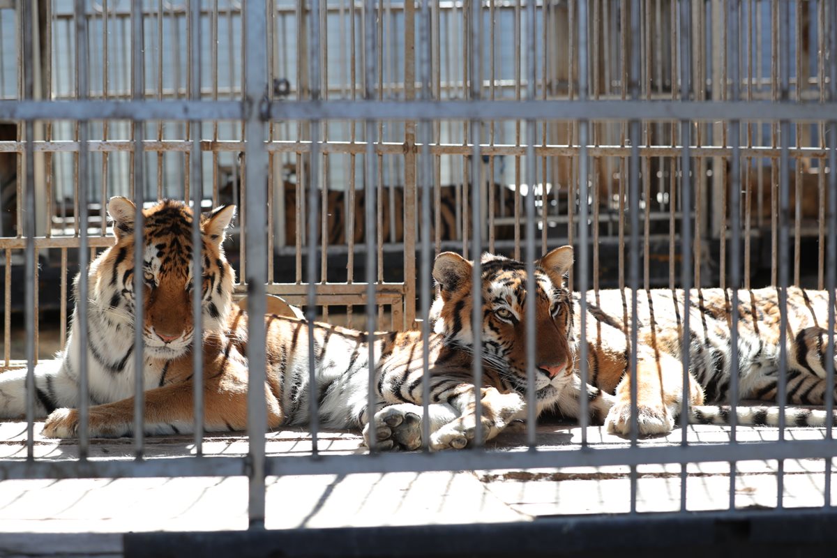 La mayoría de felinos y otros animales aún permanecen en poder de tres circos. (Foto Prensa Libre: Hemeroteca)