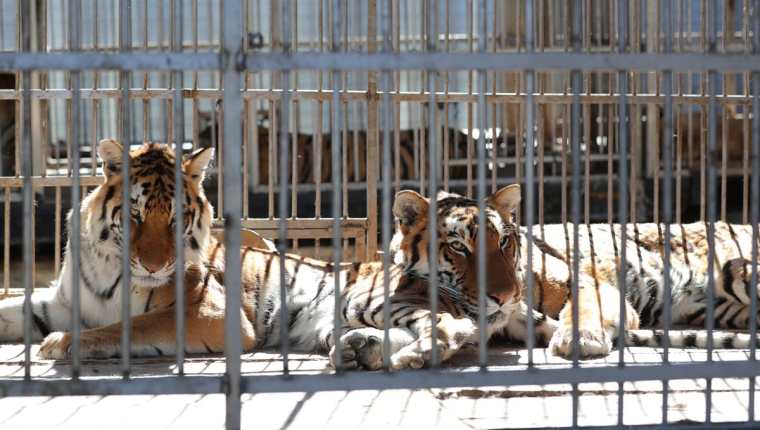 La mayoría de felinos y otros animales aún permanecen en poder de tres circos. (Foto Prensa Libre: Hemeroteca)