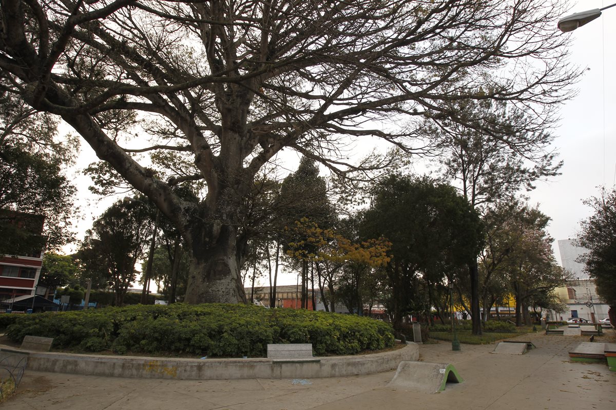 La Ceiba del parque de San Pedrito, zona 5, fue plantada en 1778. (Foto Prensa Libre: Paulo Raquec)