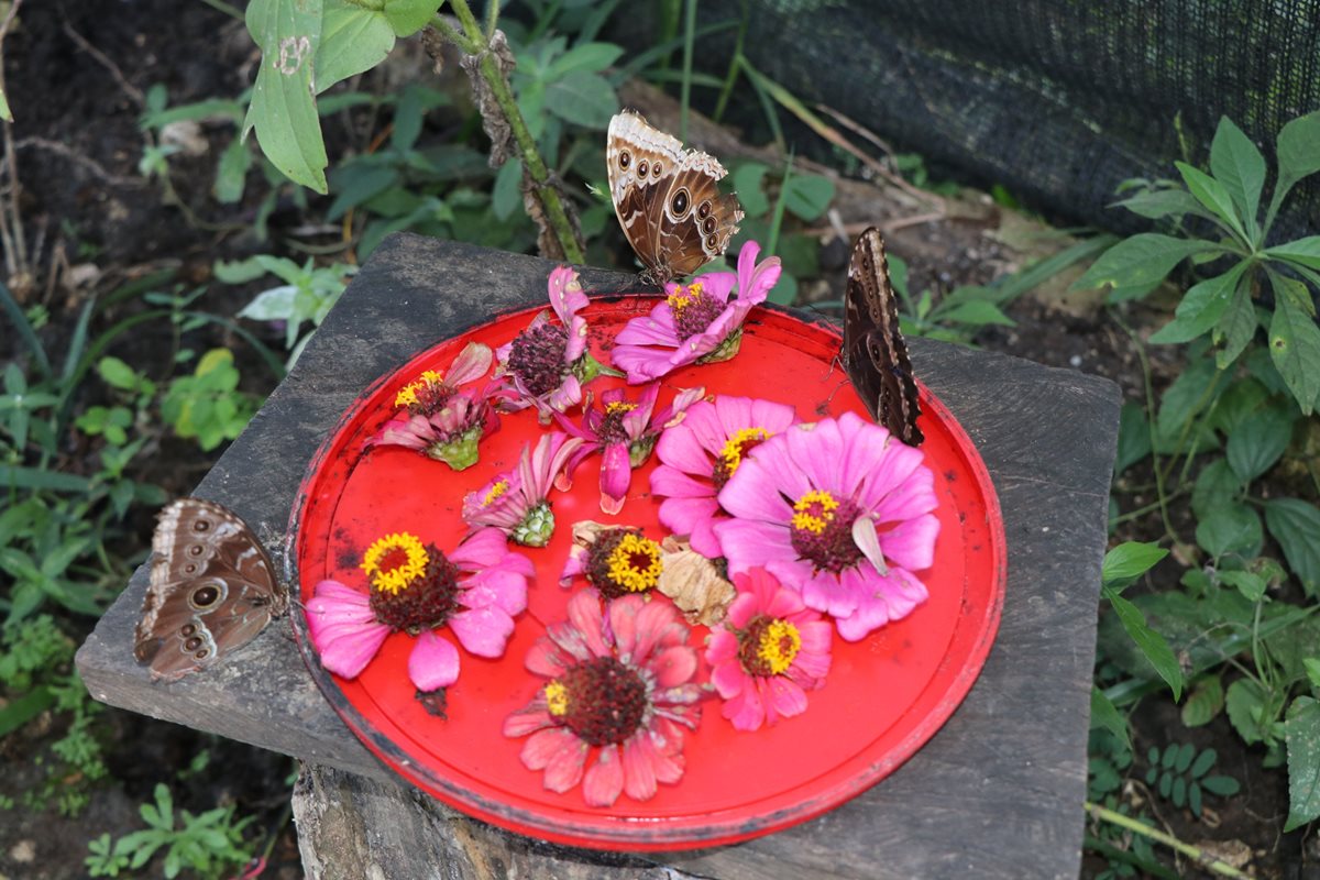 Algunas de las mariposas que son protegidas por la familia Guerrero Contreras. (Foto Prensa Libre: Rigoberto Gómez).