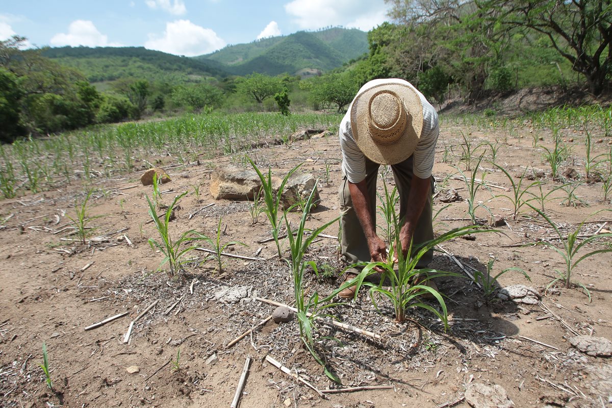 Un campesino de San Jorge, Zacapa, trabaja la tierra para poder obtener recursos y alimentar a su familia. (Foto HemerotecaPL)