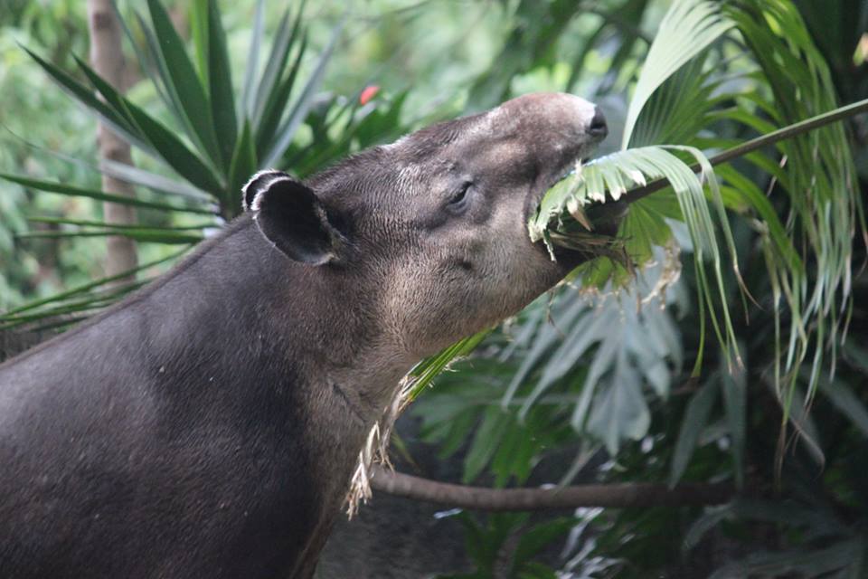 El tapir o danta se alimenta de hojas, tallos y frutas. Su hábitat debe contar con fuentes de agua. (Foto Prensa Libre: cortesía Zoológico La Aurora)
