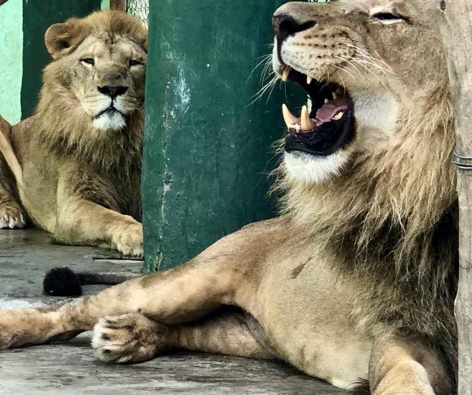 Tomás y Guapo ya se encuentran en el zoológico La Aurora, donde tendrán una segunda oportunidad de vivir. (Foto: Facebook/Zoológico La Aurora).