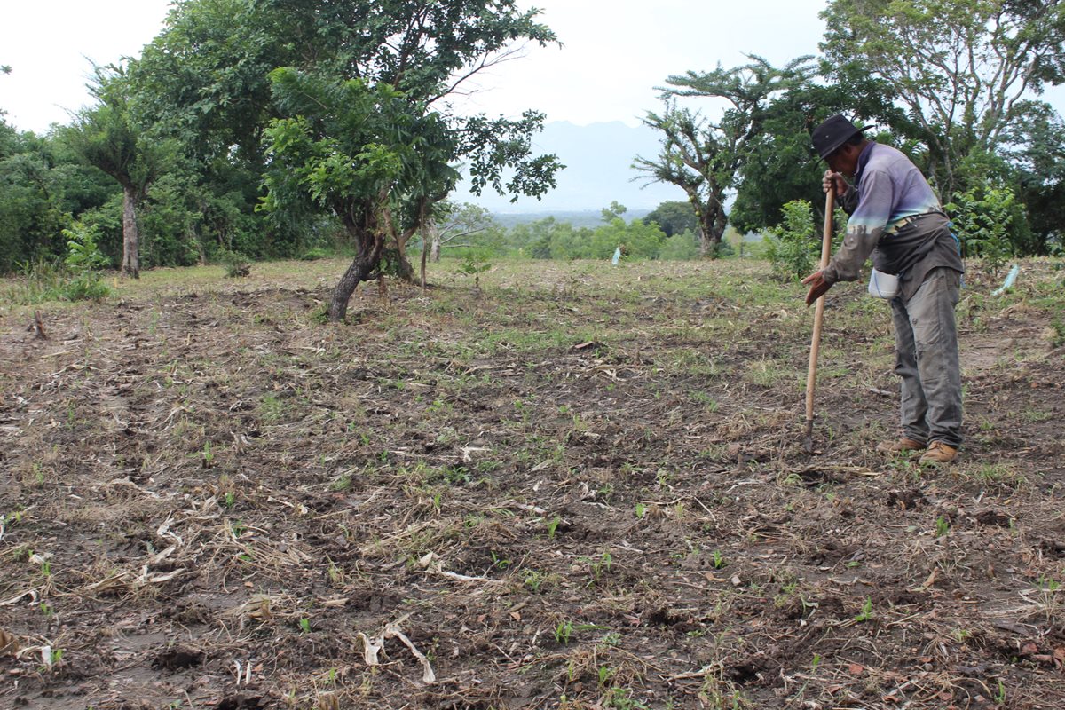 Campesinos pueden perder cultivos si siembran en la fecha acostumbrada, por falta de lluvia. (Foto Prensa Libre: Hemeroteca PL)