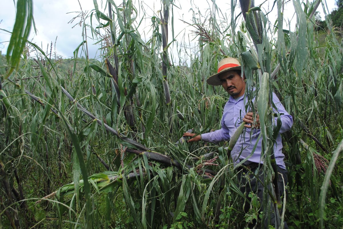 Marlon Monterroso, agricultor de Sibilia, resultó perjudicado por daños en varios cultivos de maíz para la subsistencia. (Foto Prensa Libre: María José Longo)