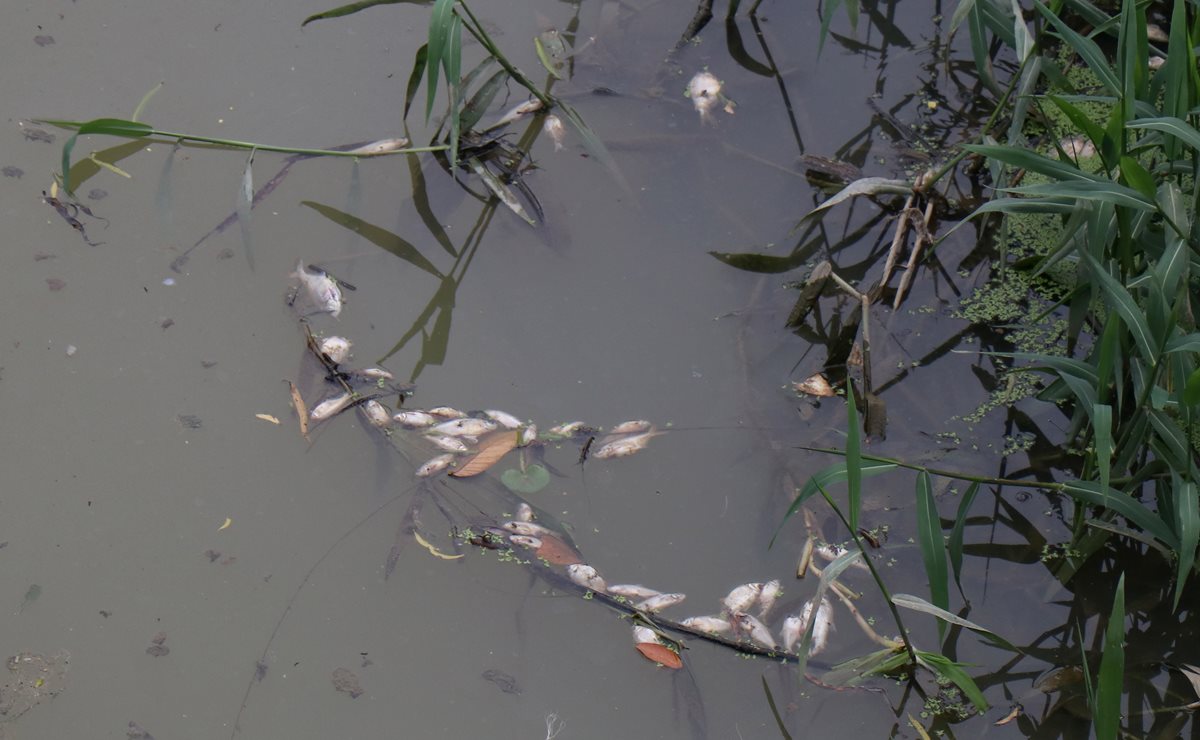 Varios peces muertos se observan en una vertiente cercana al río Motagua, Puerto Barrios, Izabal. (Foto Prensa Libre: Dony Stewart)