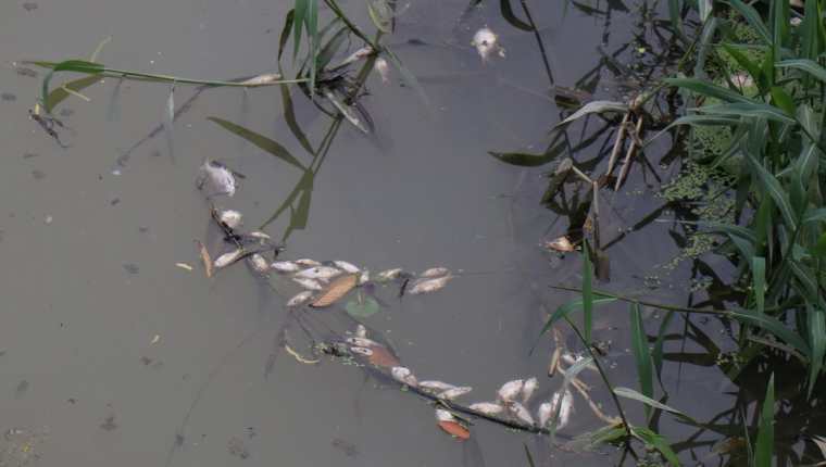 Varios peces muertos se observan en una vertiente cercana al río Motagua, Puerto Barrios, Izabal. (Foto Prensa Libre: Dony Stewart)