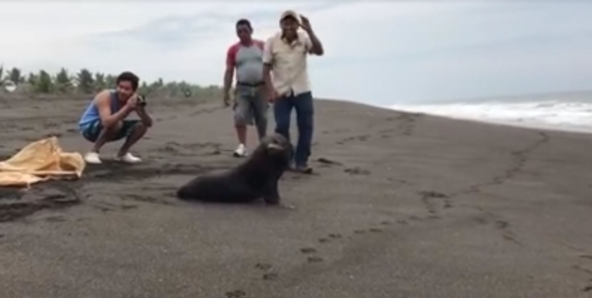 Un lobo marino fue hallado en las playas de Monterrico, Santa Rosa, y puesto en libertad este martes. (Foto Prensa Libre: Facebook Reserva Natural Monterrico)