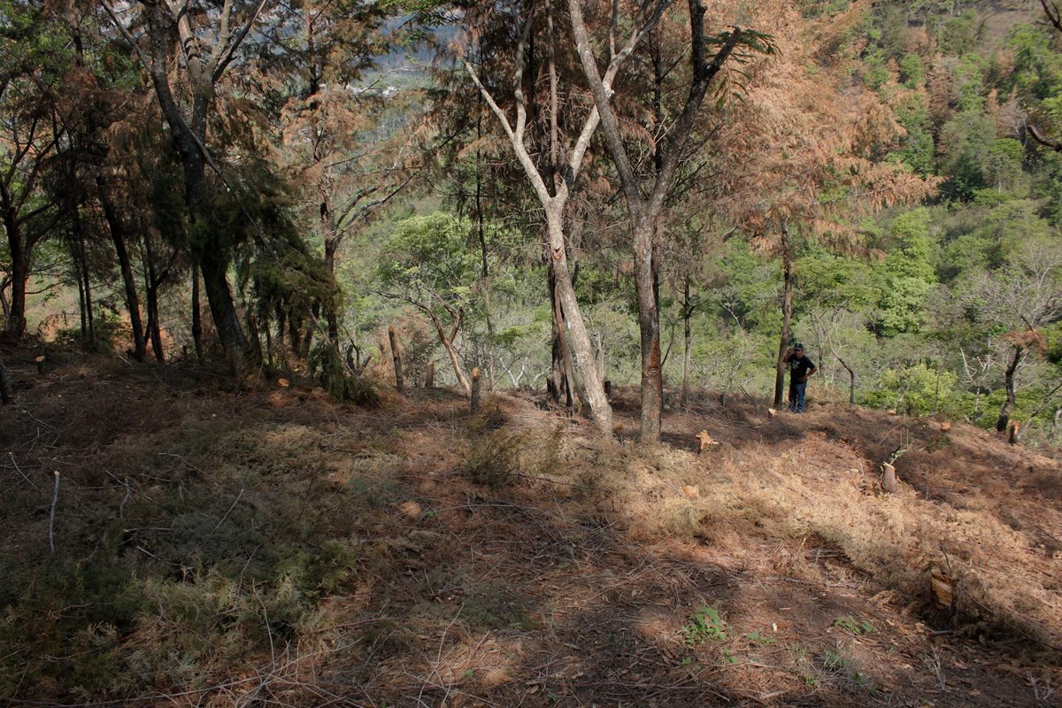 Un hombre recorre un bosque en Pastores, donde se evidencia el contraste entre los árboles afectados por la plaga de gorgojo y los que aún están sanos. (Foto Prensa Libre: Víctor Chamalé)