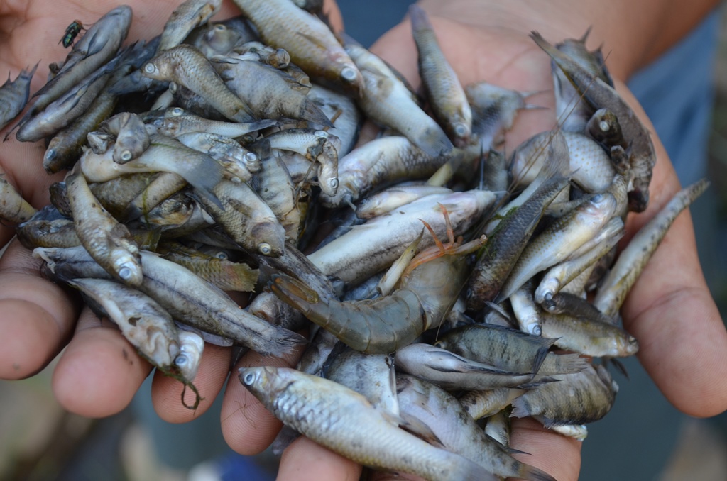 Pescador muestra algunos de los peces muertos en el río Ocosito, Retalhuleu. (Foto Prensa Libre: Jorge Tizol)