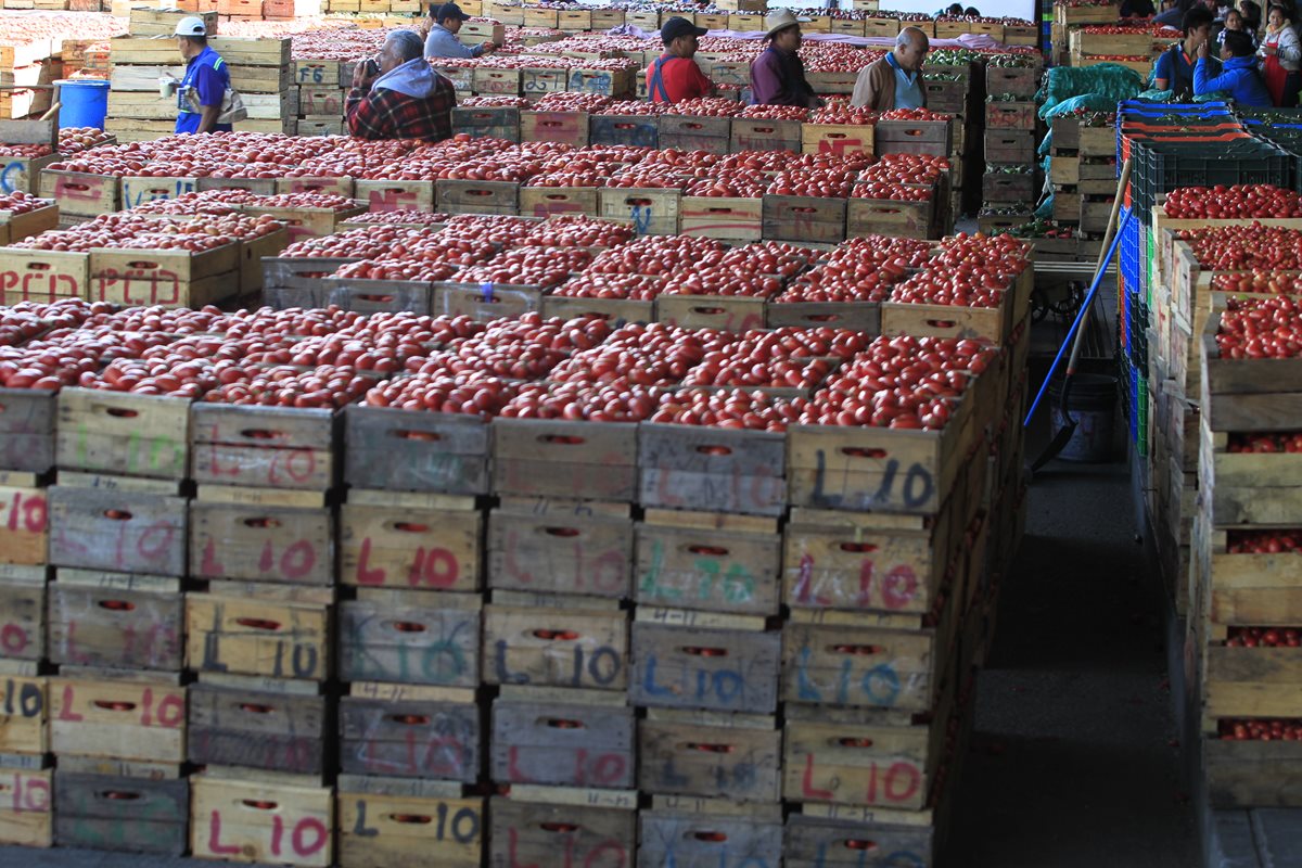 El tomate es una de las hortalizas que reflejó más pérdidas en diciembre, lo que, según expertos, se debe a un excedente en la producción. (Foto Prensa Libre: Oscar Hernández)