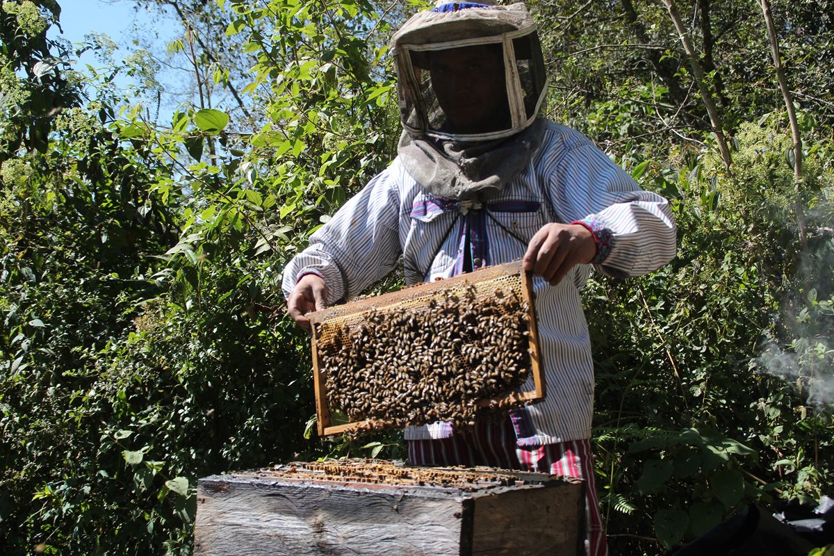 La crianza de abejas para producción de miel requiere de cuidados especiales. (Foto Prensa Libre: Mike Castillo)