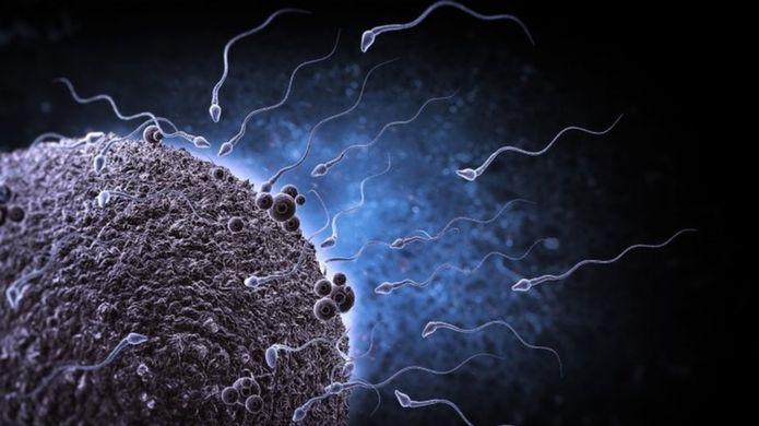 La disminución de la cantidad de esperma que producen los hombres "podría significar la extinción de la especie humana", dice el doctor Levine. SCIENCE PHOTO LIBRARY