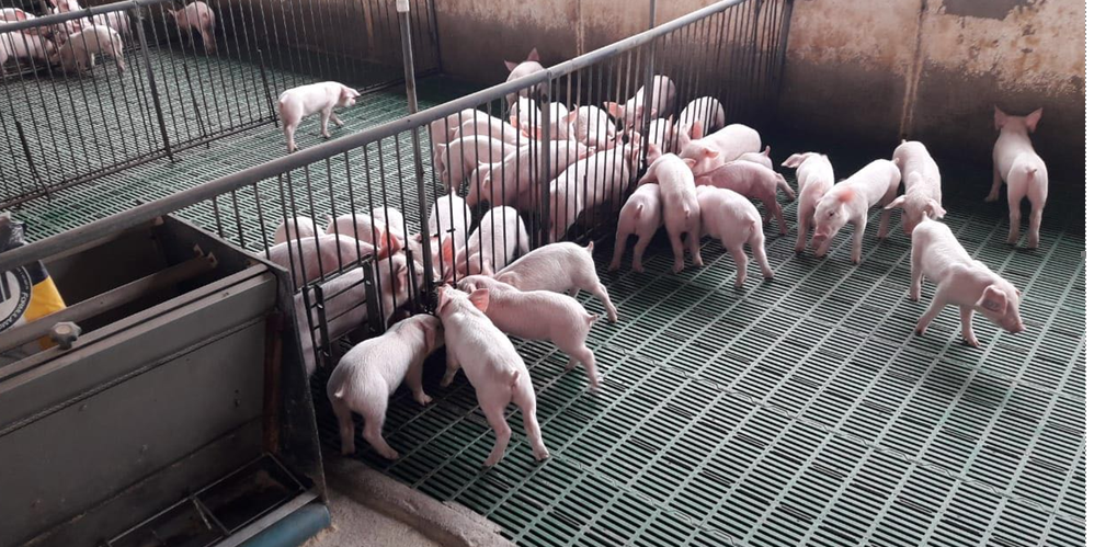 La granja La Flor, ubicada en San Miguel Los Lotes, El Rodeo, Escuintla, es la mayor productora de cerdos de engorde en el país. (Foto Prensa Libre: Cortesía CMI)