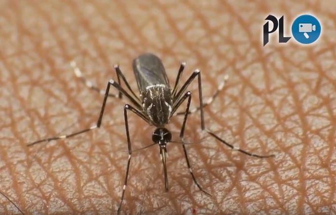 El virus del Zika puede prevenirse siguiendo algunos sencillos consejos. (Foto Prensa Libre: HemerotecaPL)