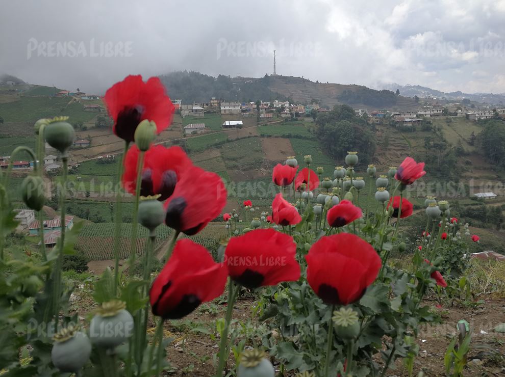 Los cultivos de amapola pueden observarse en muchas fincas, tanto de Ixchiguán como de Tajumulco, San Marcos. (Foto Prensa Libre: E. Paredes. Enviado especial)