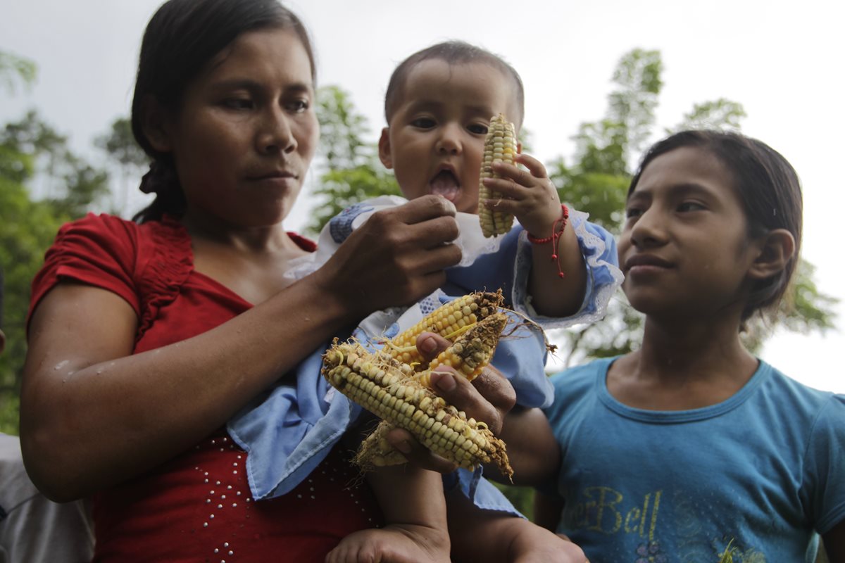 La desnutrición aguda podría agravarse en el Corredor Seco  por las pérdidas ocurridas a causa de la prolongada sequía. (Foto Prensa Libre: Hemeroteca PL)