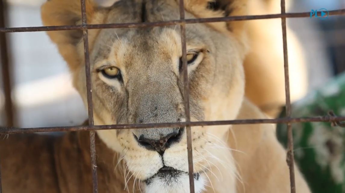 Se desconoce qué pasará con unos 50 felinos, propiedad de circos, que deberán ser devueltos. (Foto Prensa Libre: Érick Ávila)