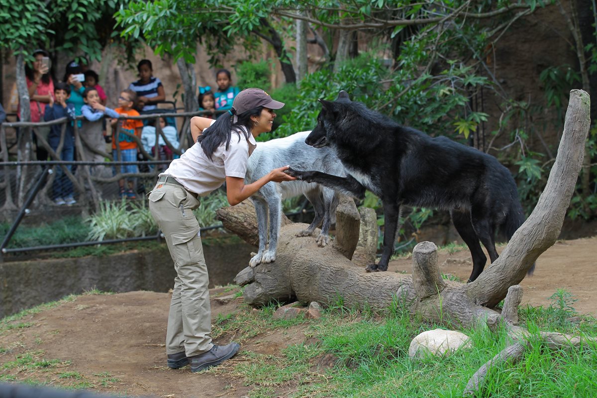 Lourdes Fernández dedica unas cuatro horas diarias en el cuidado de la pareja de lobos. (Foto Prensa Libre: Álvaro Interiano).