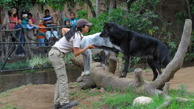 Lourdes Fernández dedica unas cuatro horas diarias en el cuidado de la pareja de lobos. (Foto Prensa Libre: Álvaro Interiano).