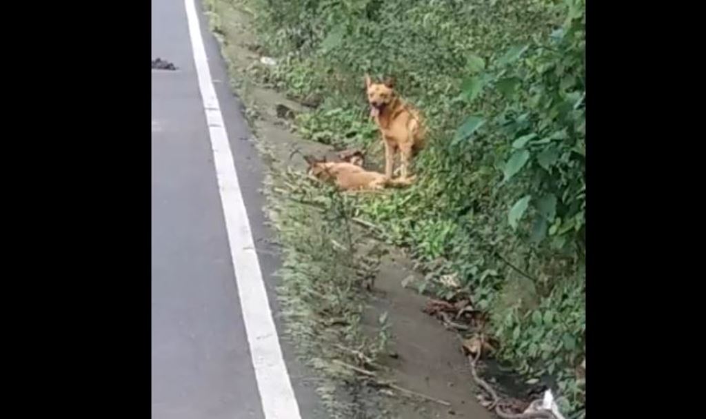 Lugar donde murió arrollado el can en la ruta a San Pedro Yepocapa, Chimaltenango. (Foto Prensa Libre).