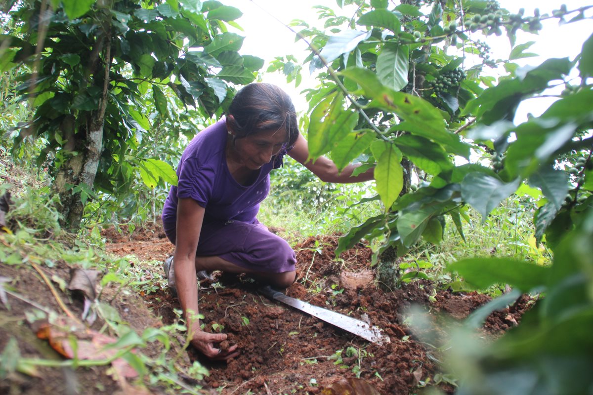 Flora Ramos, durante su trabajo diario en la siembra y cultivo de café. (Foto Prensa Libre: Mike Castillo)