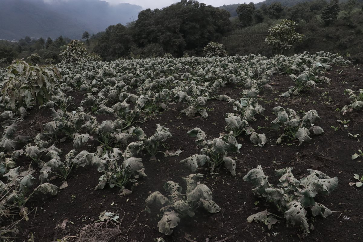 Varias plantaciones de Parramos y San Pedro Yepocapa, Chimaltenango, fueron dañadas por el material volcánico. (Foto Prensa Libre: Víctor Chamalé)