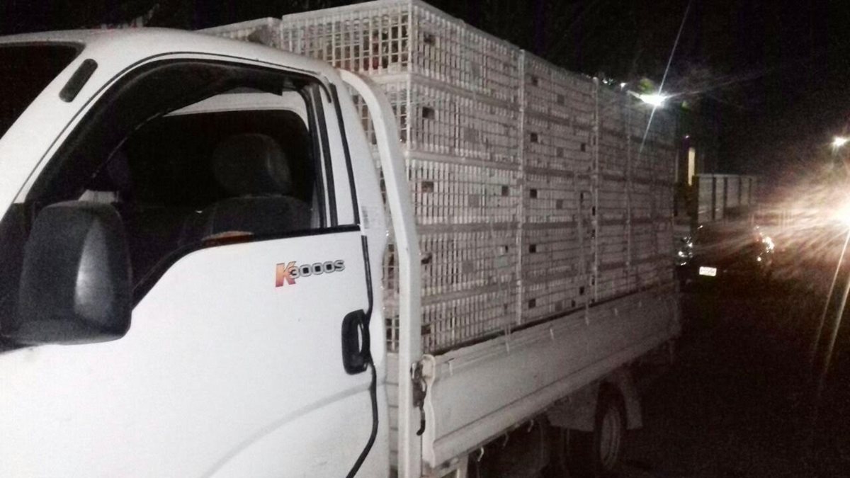 Gallinas incautadas eran trasladadas de forma irregular en un camión, en Chiquimula. (Foto Prensa Libre: Mario Morales)