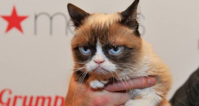 La gata se volvió popular por el gesto distintivo con el que nació. (Foto Prensa Libre: Getty Images)