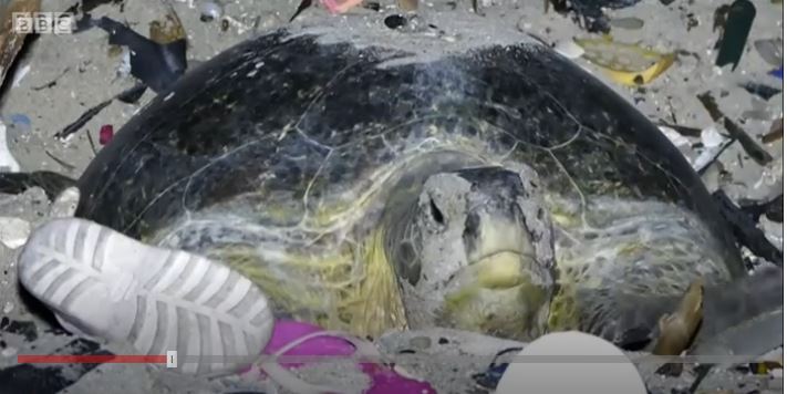 Las descorazonadoras imágenes de una tortuga verde que intenta anidar en una playa llena de basura