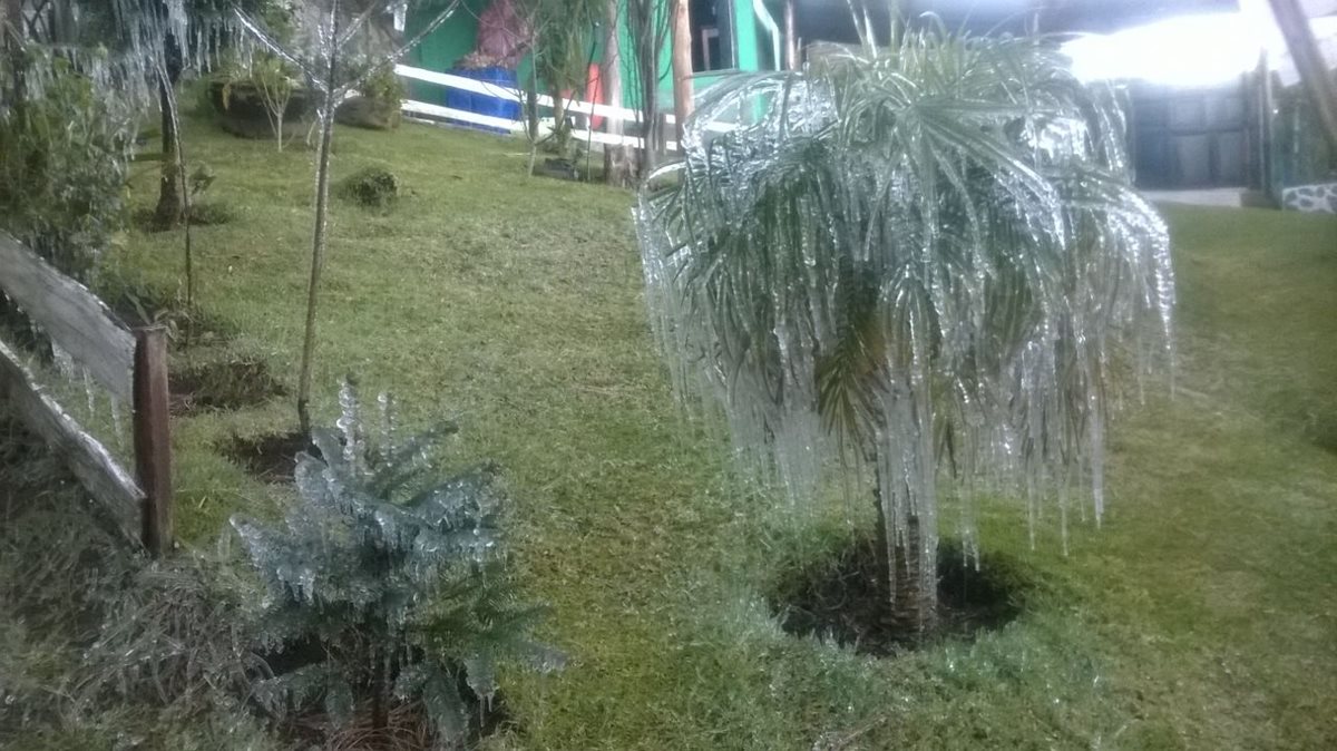 Frío en Cantel, Quetzaltenango, causó que se formara hielo y escarcha en cultivos. (Foto Prensa Libre: Cortesía Jaime Soc)