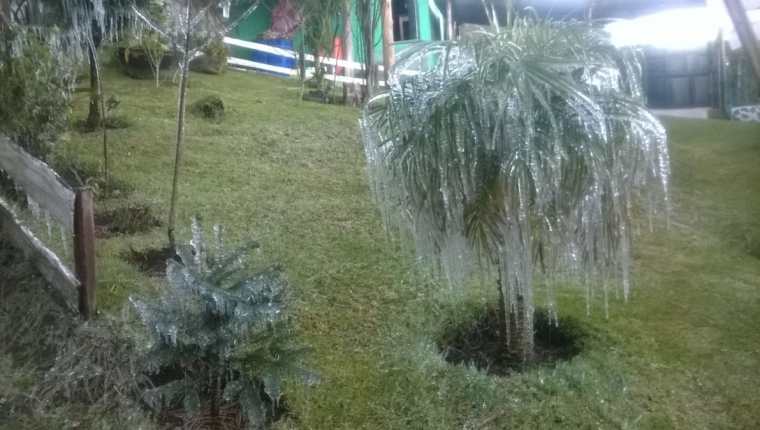 Frío en Cantel, Quetzaltenango, causó que se formara hielo y escarcha en cultivos. (Foto Prensa Libre: Cortesía Jaime Soc)