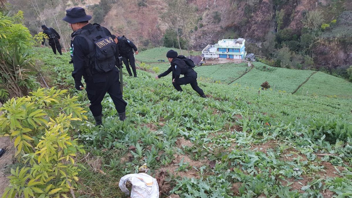 Agentes de la PNC efectúan erradicación de amapola en San Marcos (Foto Prensa Libre: PNC)