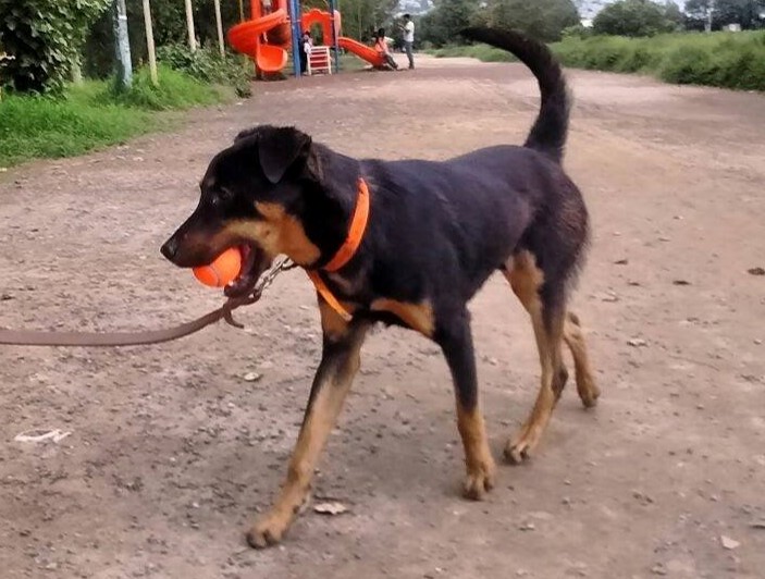 El Borras que ahora es famoso en todo el mundo sufrió maltrato y abandono. (Foto Prensa Libre: tomada de Facebook-Adriana Cruz, veterinaria y entrenadora)