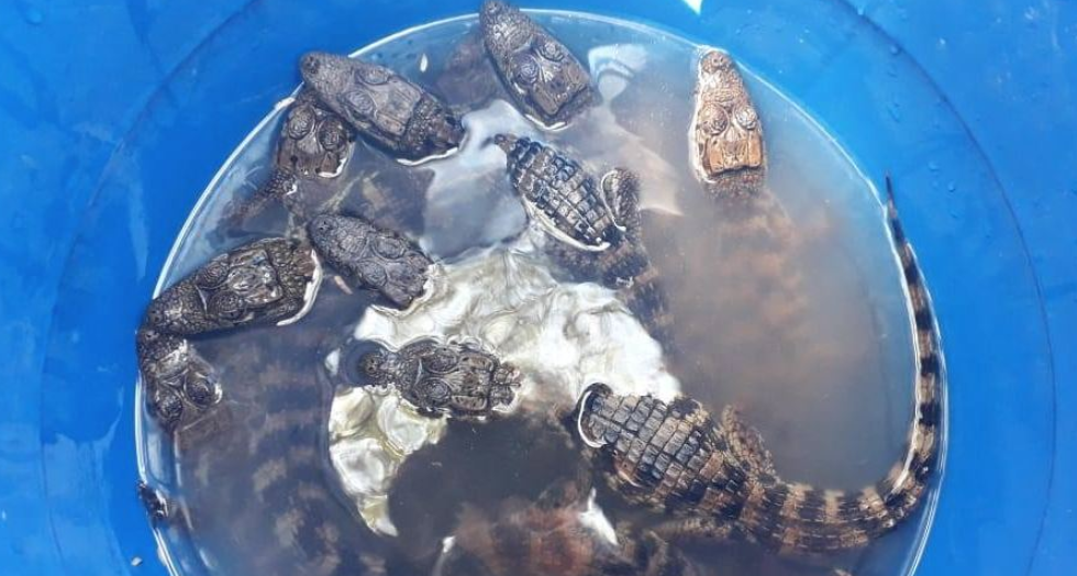 Abandonan 12 caimanes en comunidad de Moyuta