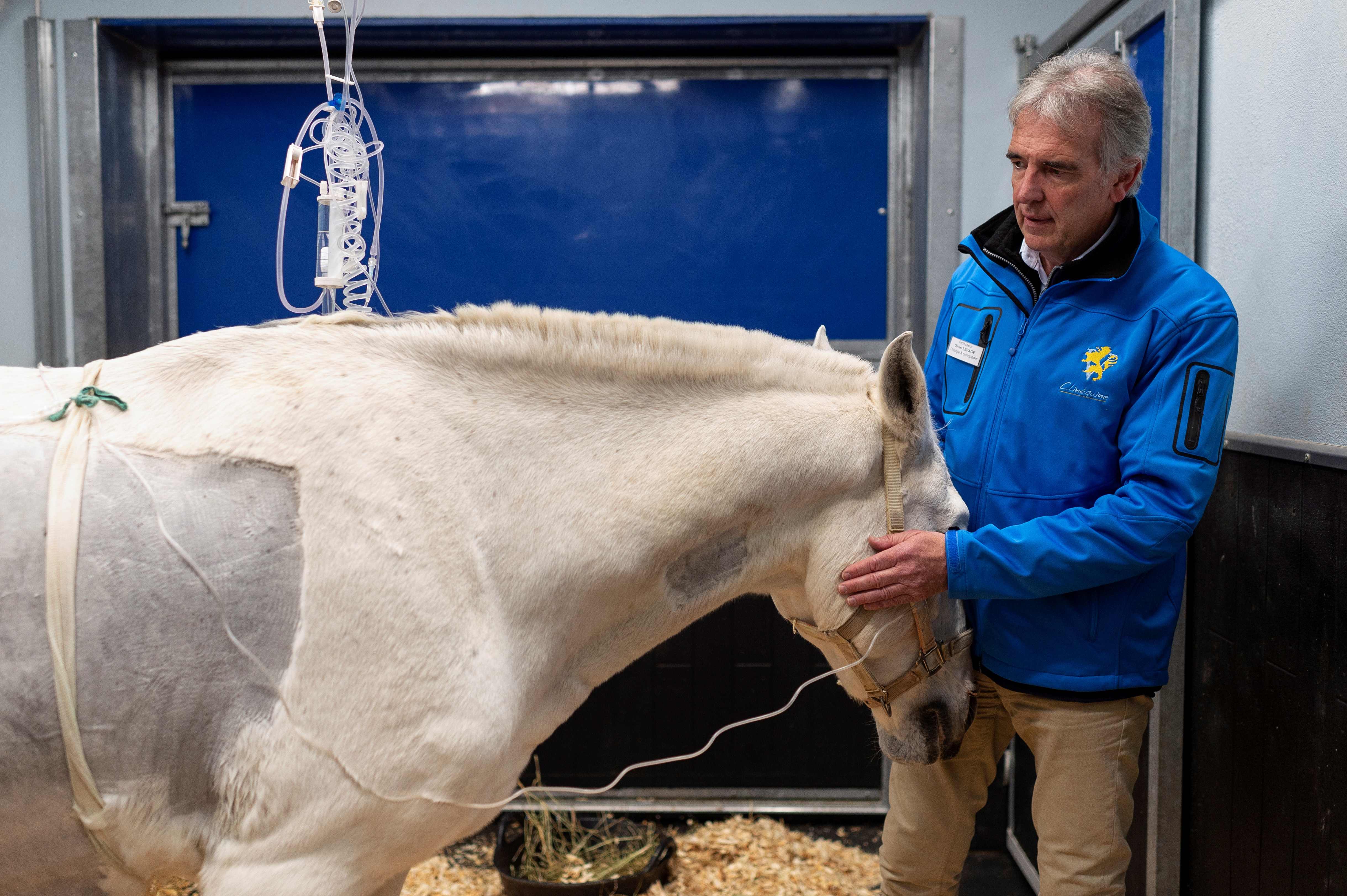 Algunos de los caballos tratados están valorados entre €3 y €4 millones. (Foto Prensa Libre: AFP)