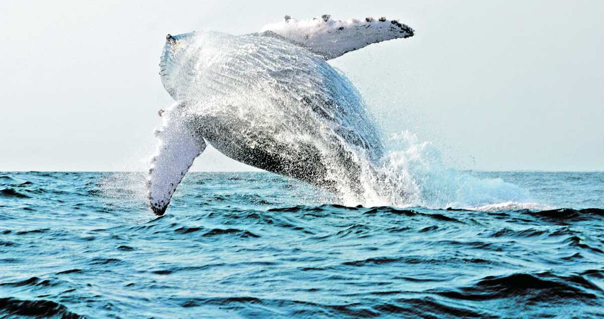 Disfrute del avistamiento de ballenas y delfines siguiendo estas recomendaciones