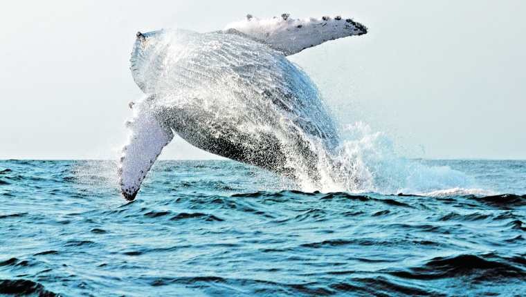 Una ballena puede llegar a medir más de 20 metros de largo. (Foto Hemeroteca PL)