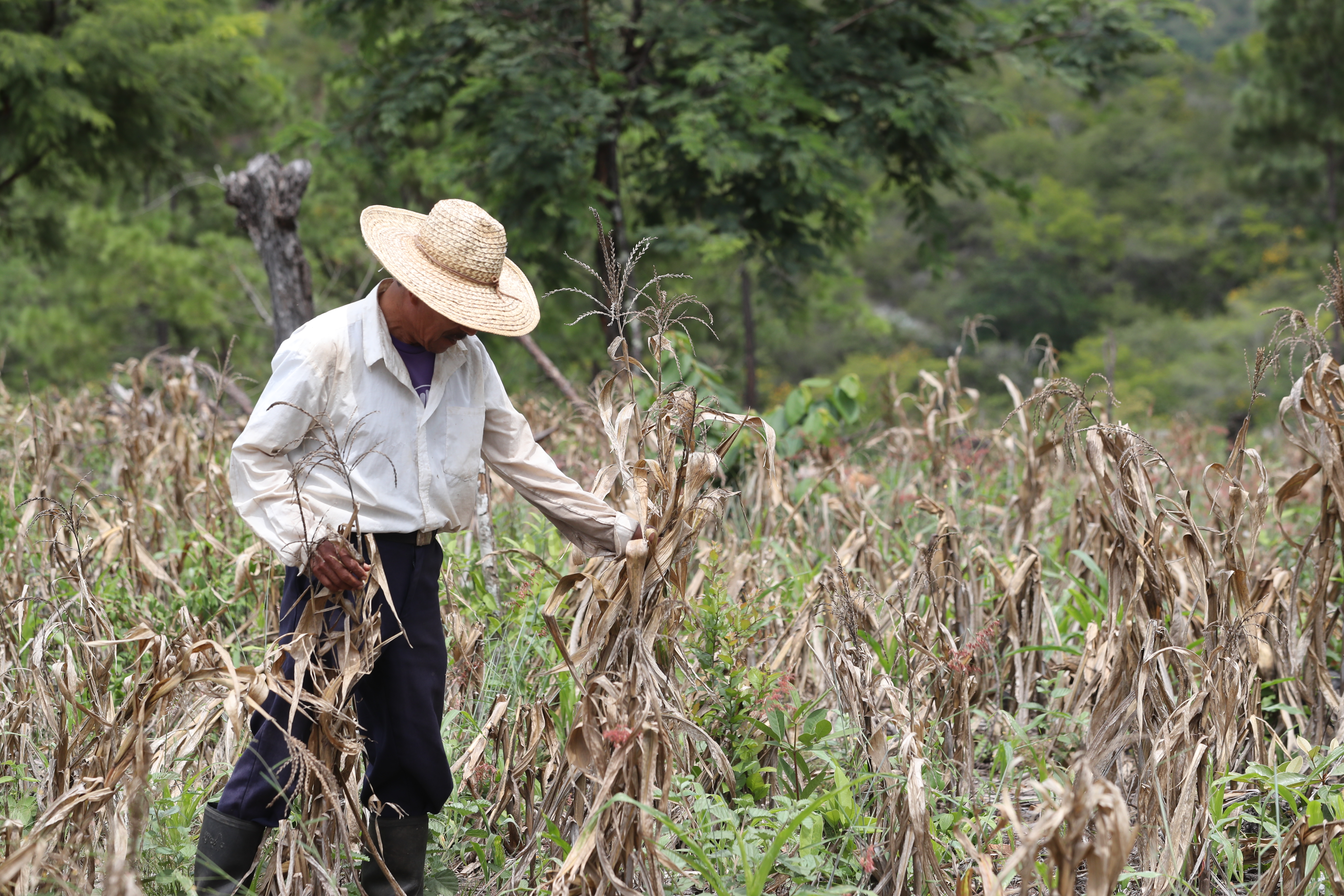 Una temporada de lluvia corta puede afectar los cultivos de campesinos pobres.  (Foto Prensa Libre: Hemeroteca PL)