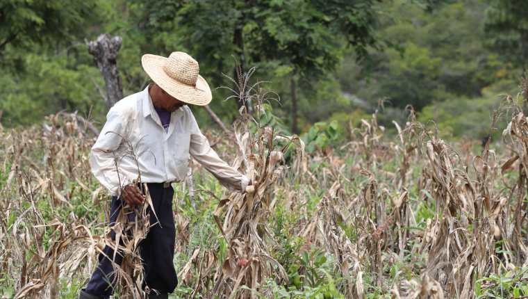 Una temporada de lluvia corta puede afectar los cultivos de campesinos pobres.  (Foto Prensa Libre: Hemeroteca PL)