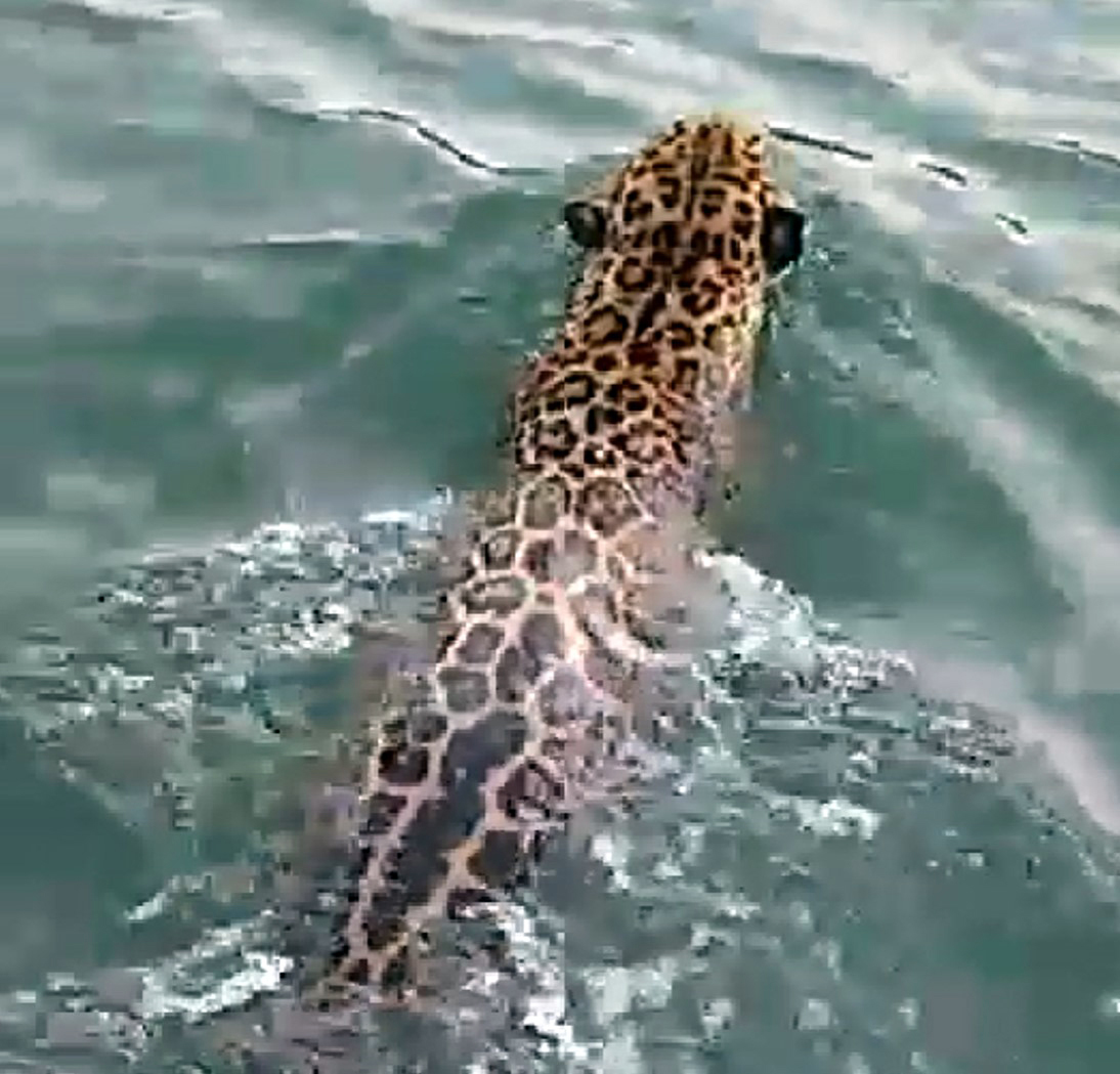 Turistas grabaron a un jaguar cuando nada en la zona limítrofe entre Guatemala y Belice. (Foto Prensa Libre: Cortesía)