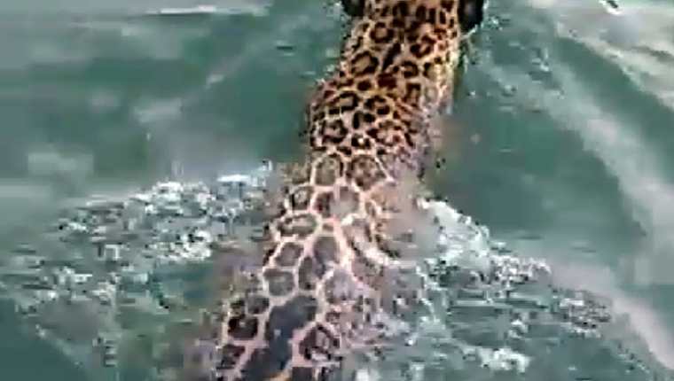 Turistas grabaron a un jaguar cuando nada en la zona limítrofe entre Guatemala y Belice. (Foto Prensa Libre: Cortesía)