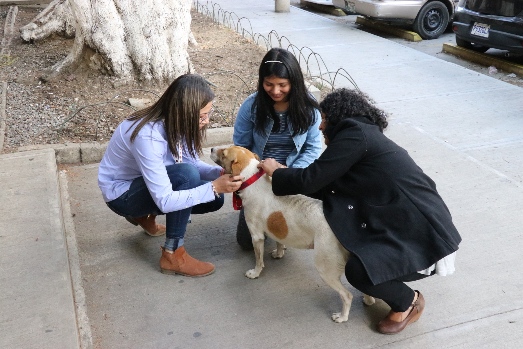 Voluntarias colocan el collar a uno de los perros que habita en el Cunoc, el propósito es identificarlo y que los alumnos conozcan su nombre. (Foto Prensa Libre: María Longo)